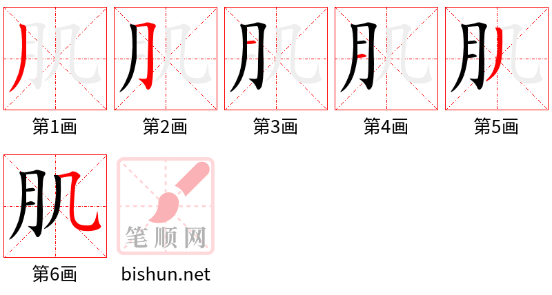 肌 笔顺规范