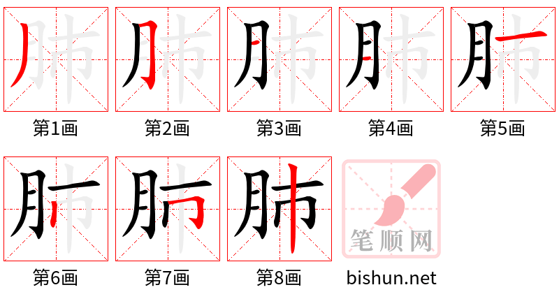 肺 笔顺规范